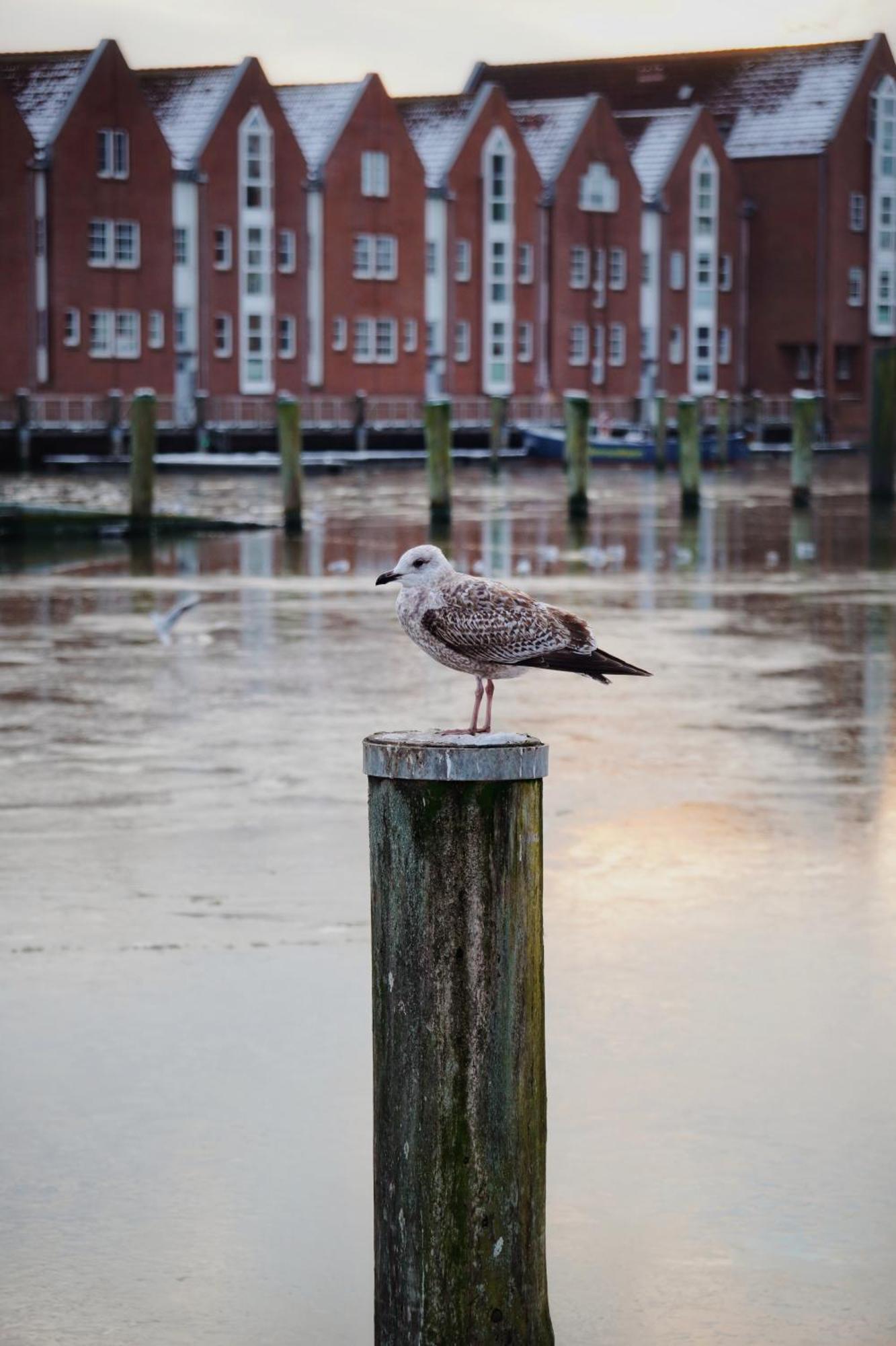 Ferienhus #2 Nordfriesland Apartment Mildstedt Luaran gambar